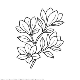 Kolorowanka Kwiat Magnolii