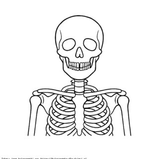 Kolorowanka Czaszka I Anatomia